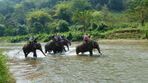 Elefantes en Tailandia
