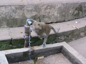 Mono en la Monkey Cave Temple