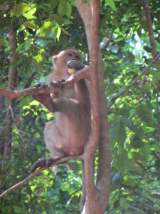 monos de Erawan