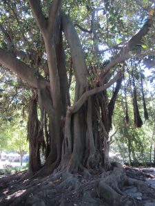 Árbol Parque Barrio Alto Lisboa