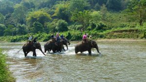 Elefantes Tailandia