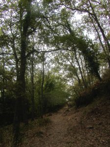 Naturaleza de los alrededores del Monasterio de Yuste