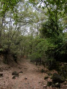 Naturaleza del Monasterio de Yuste