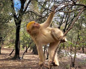 monos en marruecos