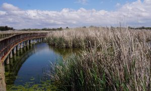 Tablas de Daimiel