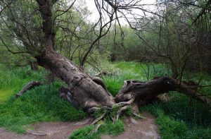 Flora de las tablas de Daimiel