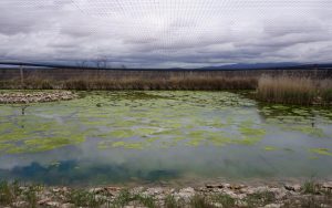 Laguna de Aclimatación