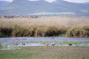 Fauna de las tablas de Daimiel