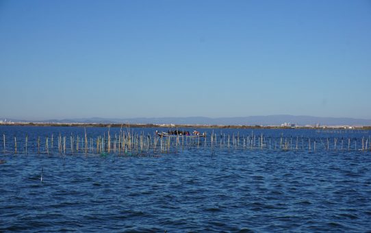 Visitar el Parque Natural de La Albufera