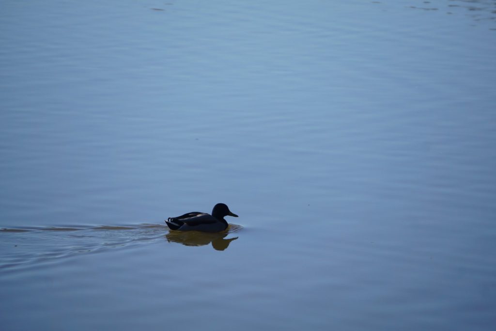 La Albufera