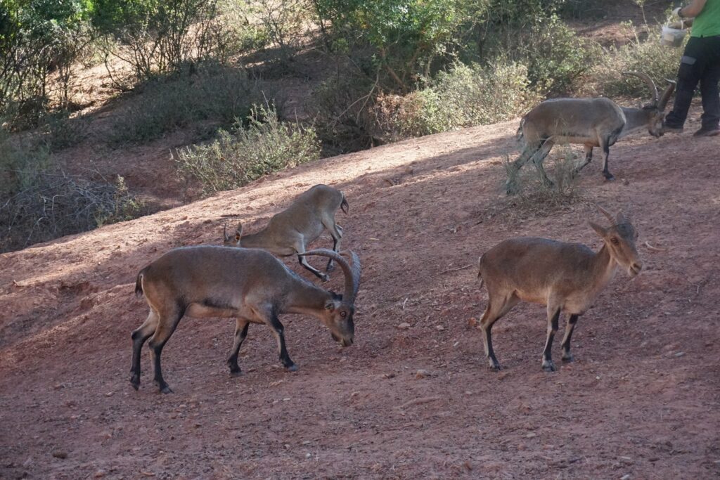 Parque Cinegético Collado de la Almendral