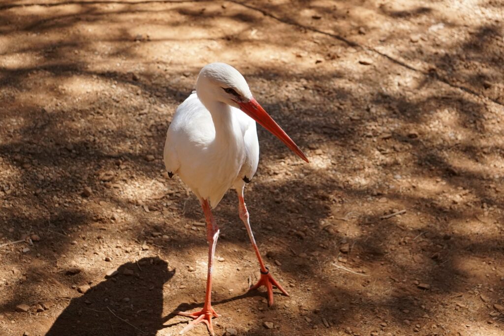 Parque Cinegético Collado de la Almendral