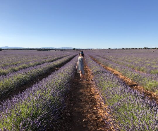 Campos de lavanda de Brihuega