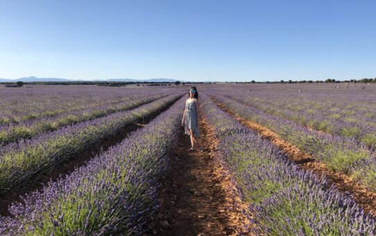 ¿Dónde ver la floración de la lavanda? Festival y campos de lavanda de Brihuega