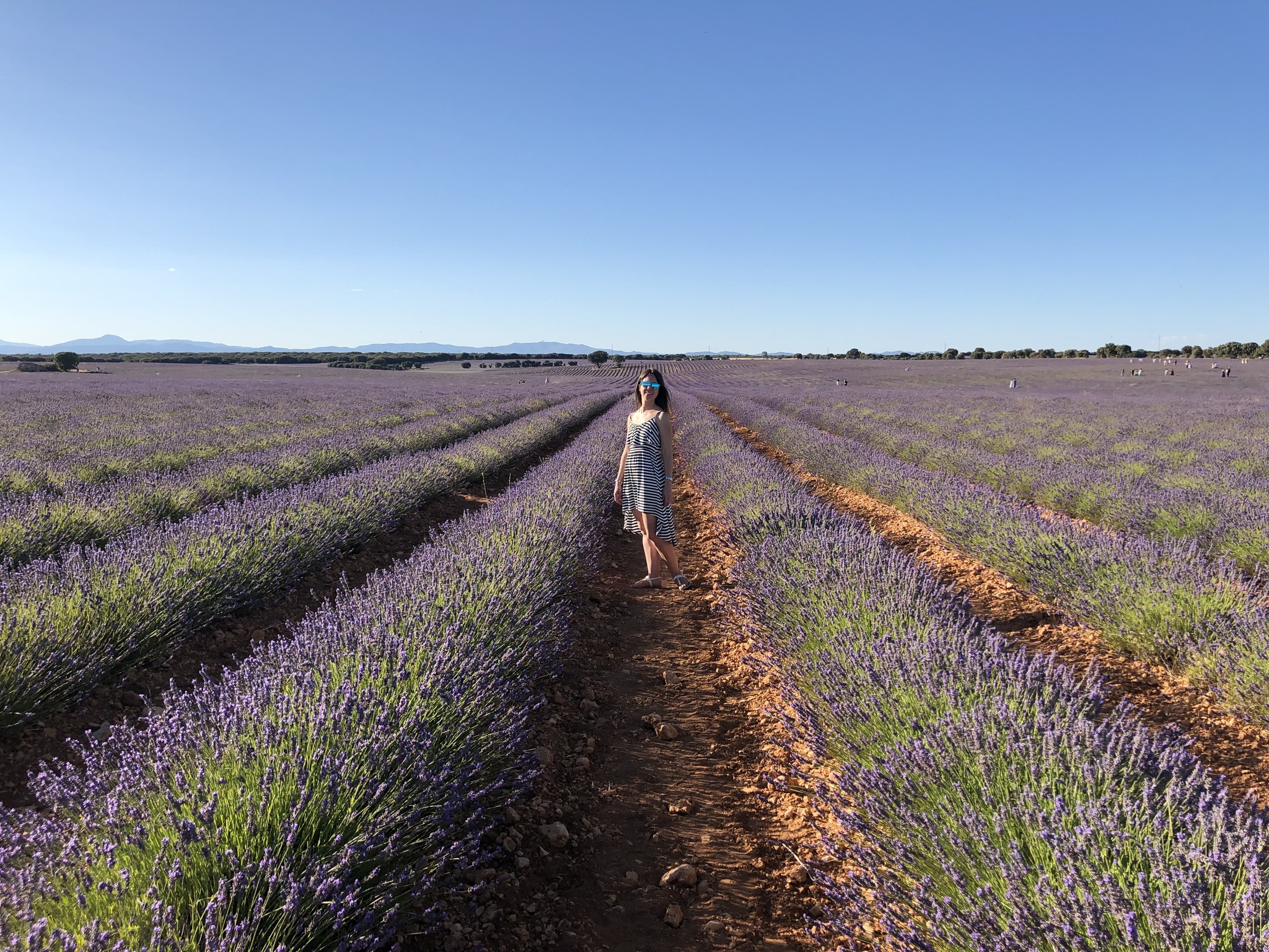 Campos de lavanda de Brihuega