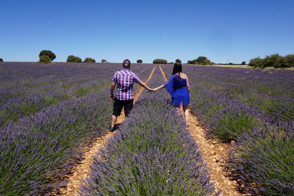 Campos de lavanda de Brihuega